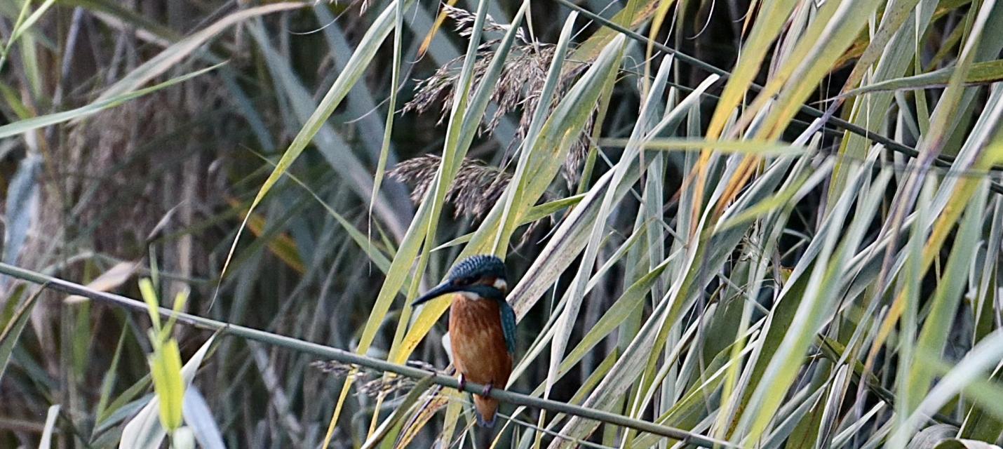 Eisvogel